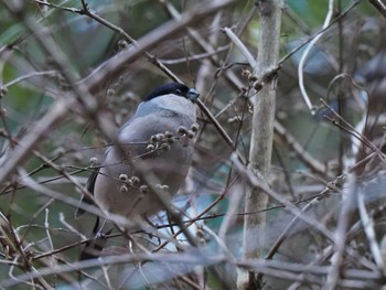 Eurasian Bullfinch(rosacea) 日向林道 Sat, 2/3/2024