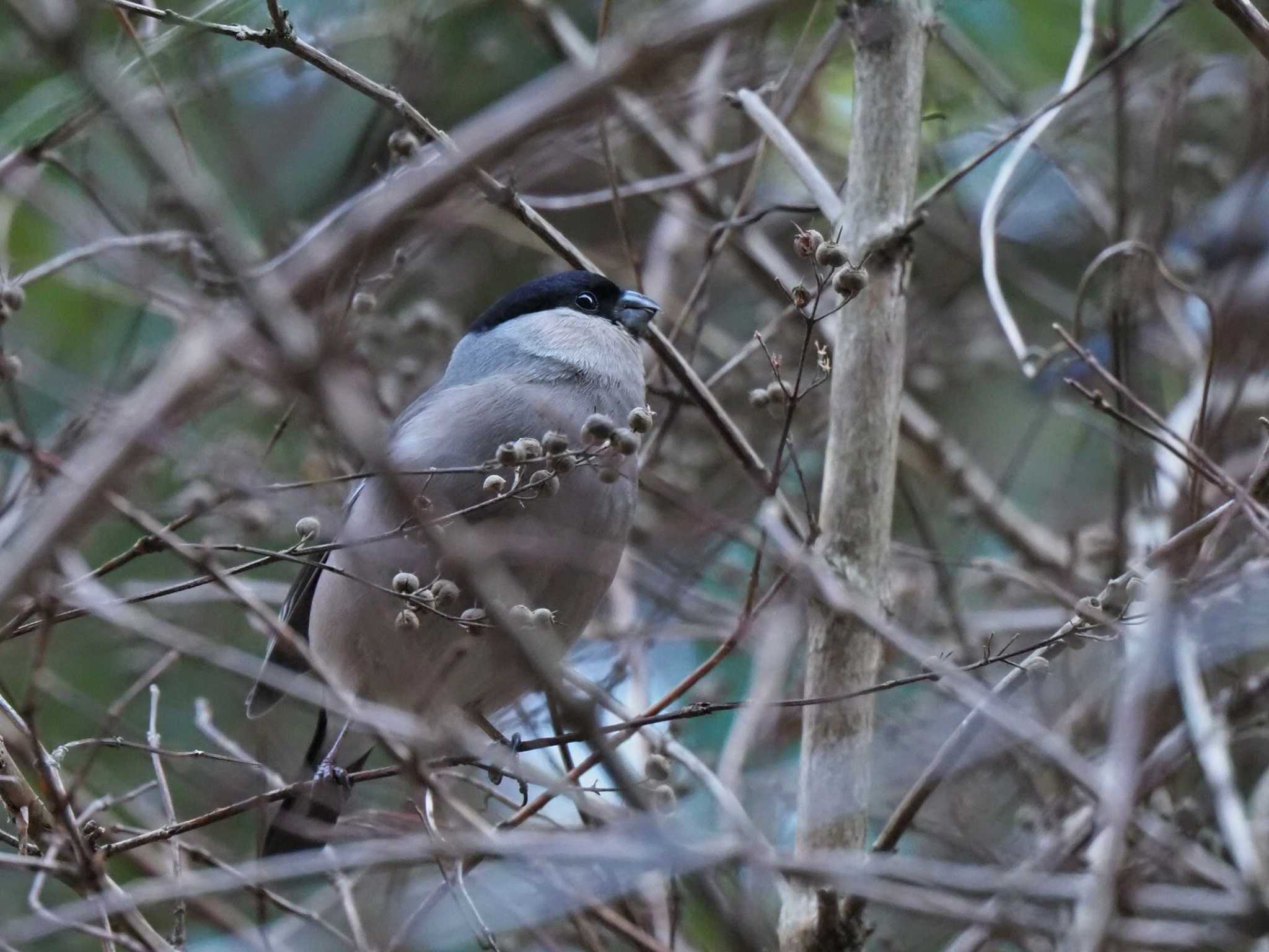 Eurasian Bullfinch(rosacea)