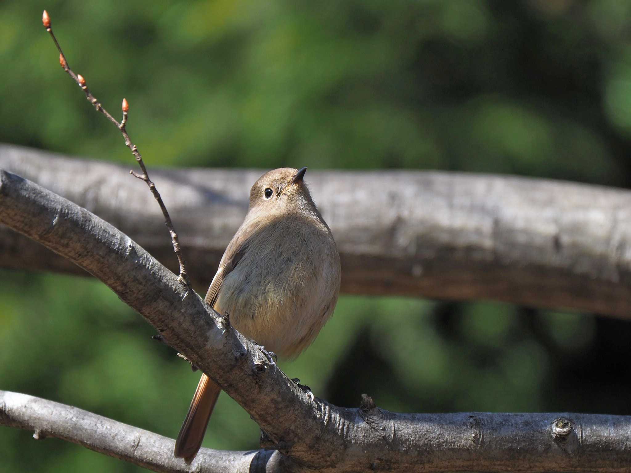 Daurian Redstart