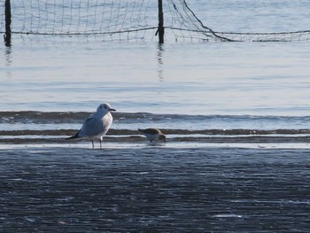 ユリカモメ ふなばし三番瀬海浜公園 2024年2月3日(土)