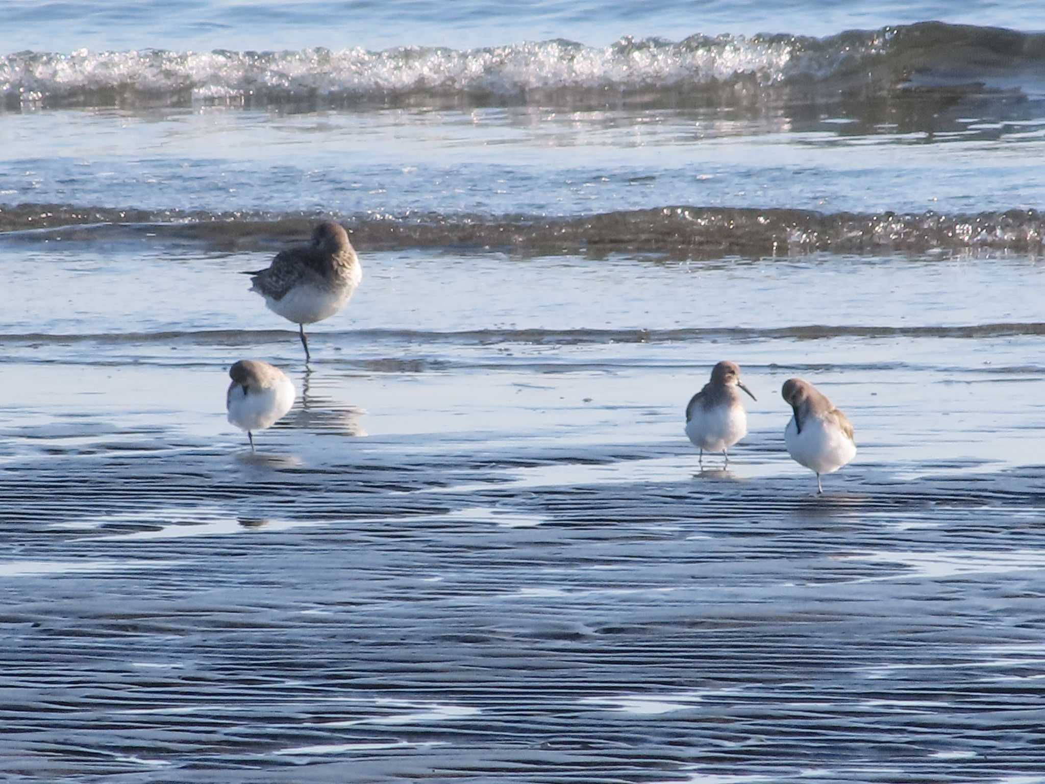 ふなばし三番瀬海浜公園 ハマシギの写真 by ゆき