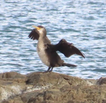 Japanese Cormorant 志津川湾 Sat, 11/25/2023