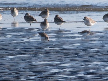 Grey Plover Sambanze Tideland Sat, 2/3/2024