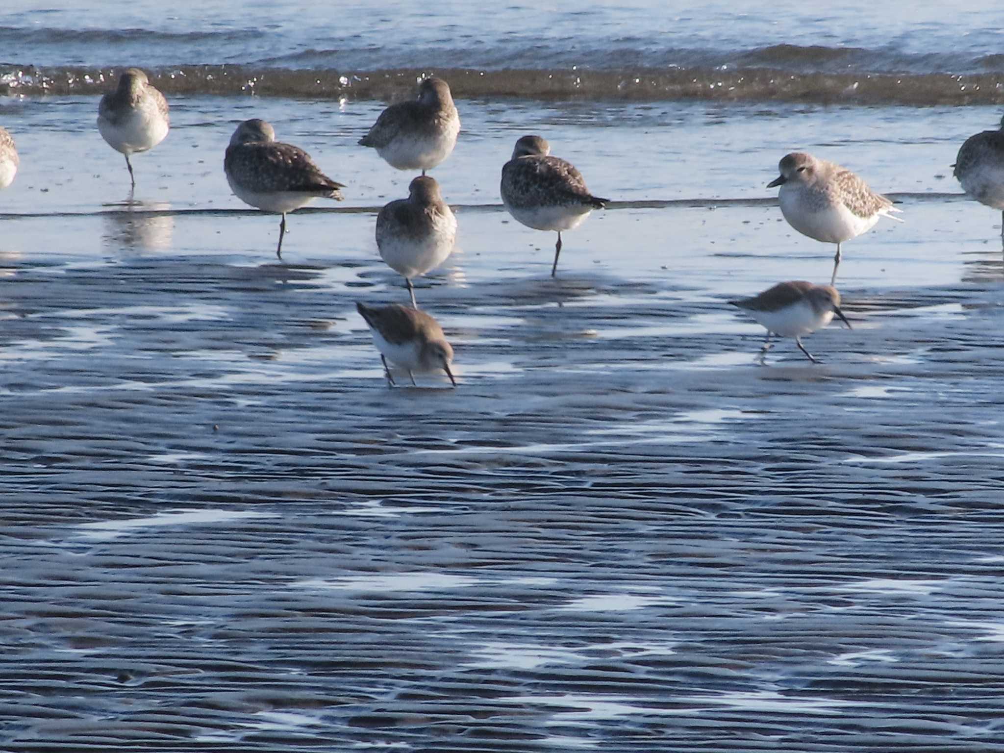 Photo of Grey Plover at Sambanze Tideland by ゆき