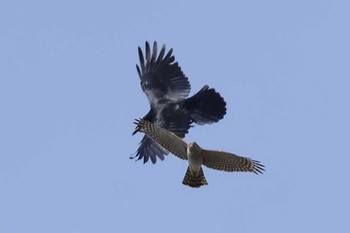 Eurasian Sparrowhawk 愛知県 Sun, 1/28/2024