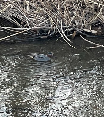 Eurasian Teal 近所の川 Sat, 2/3/2024