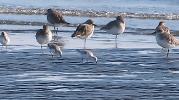 ミユビシギ ふなばし三番瀬海浜公園 2024年2月3日(土)