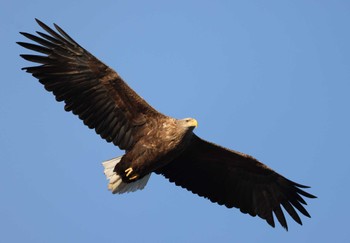 White-tailed Eagle 納沙布岬 Wed, 1/3/2024