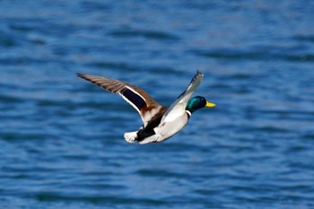 マガモ 上野原市大野貯水池 2024年2月3日(土)