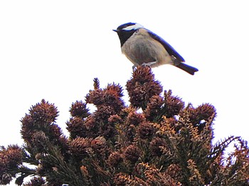 Coal Tit 妙見山 Sat, 2/3/2024