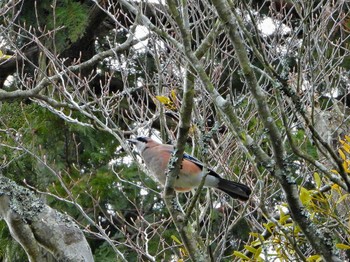 Eurasian Jay 妙見山 Sat, 2/3/2024