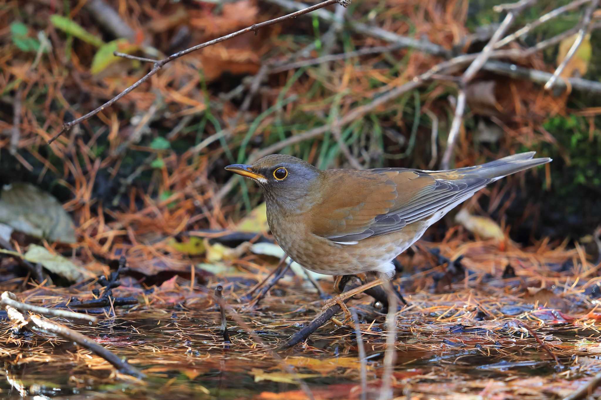 Photo of Pale Thrush at  by ルリバカ