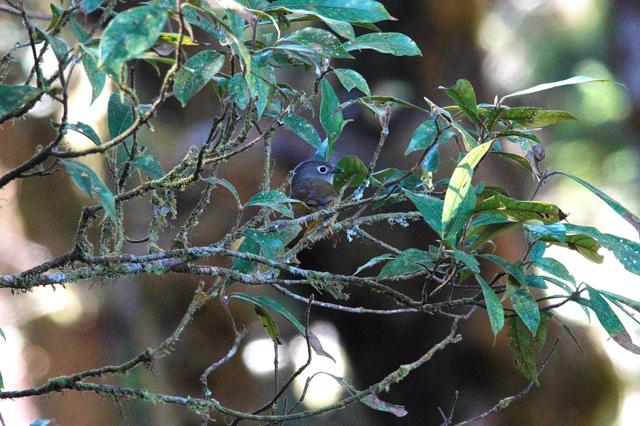 Photo of Grey-cheeked Fulvetta at 阿里山国家森林遊楽区 by のどか