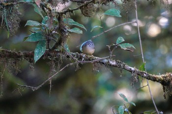 Grey-cheeked Fulvetta 阿里山国家森林遊楽区 Mon, 1/22/2024