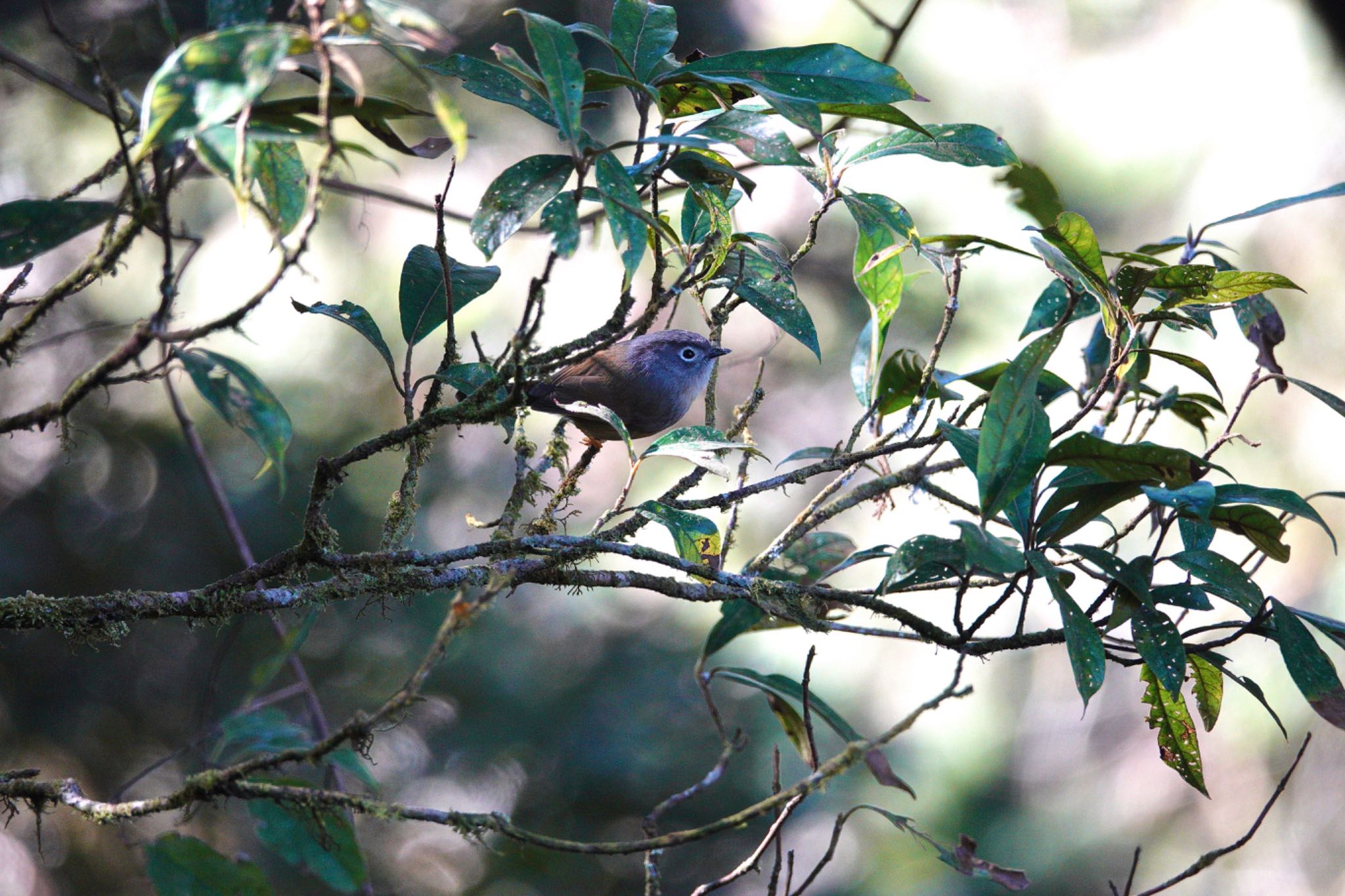 Photo of Grey-cheeked Fulvetta at 阿里山国家森林遊楽区 by のどか