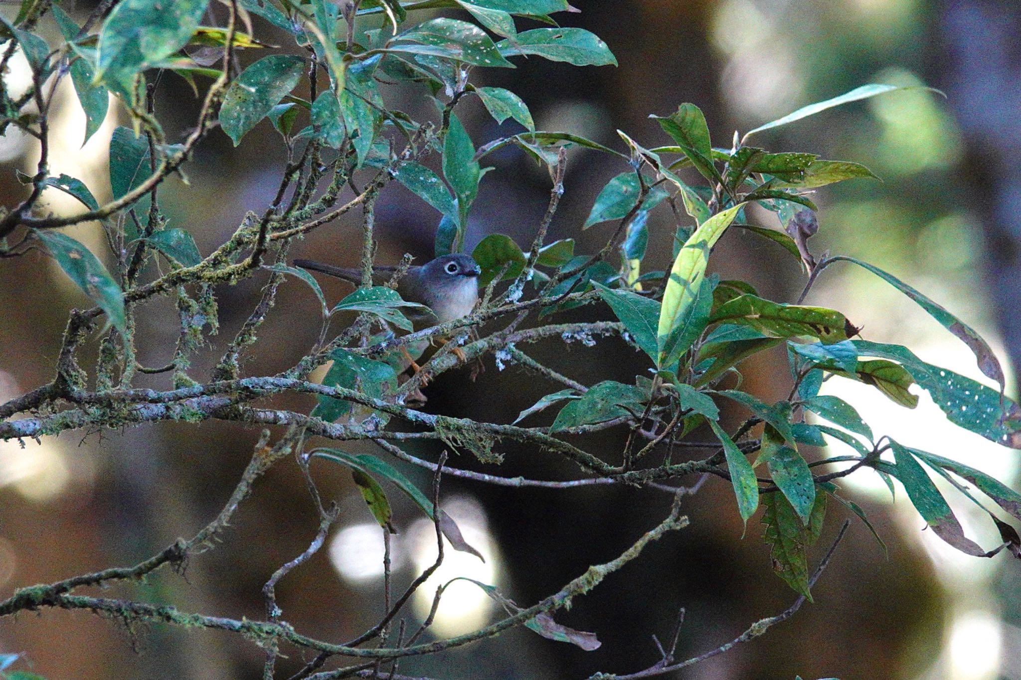 Photo of Grey-cheeked Fulvetta at 阿里山国家森林遊楽区 by のどか