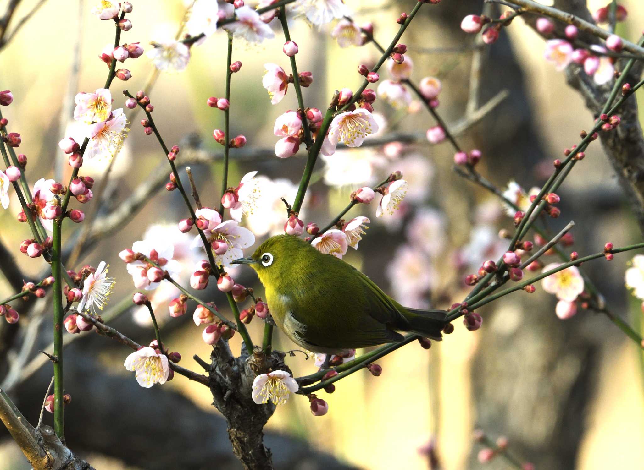 Warbling White-eye