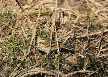 2024年2月3日(土) 昭和記念公園の野鳥観察記録