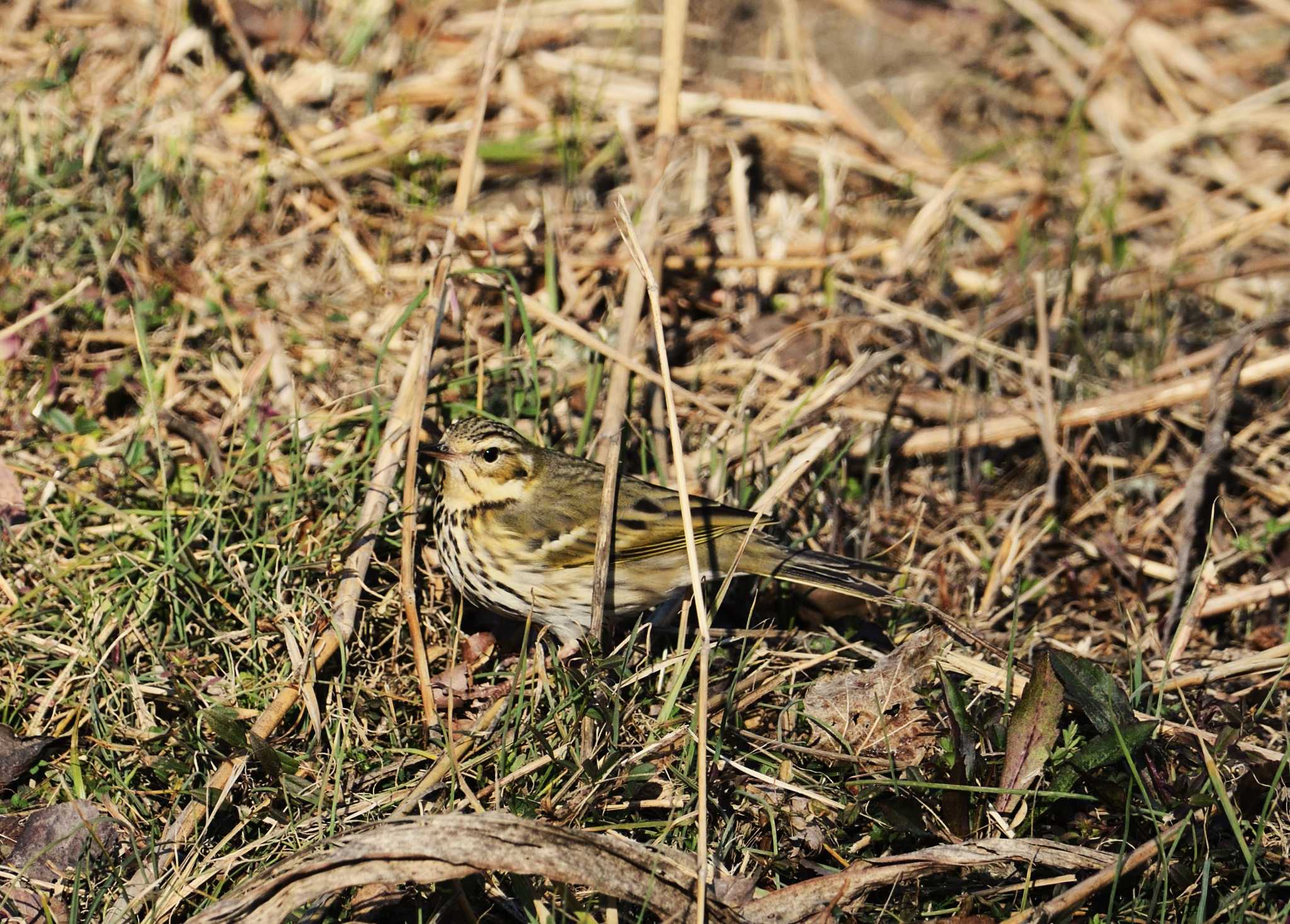 Olive-backed Pipit