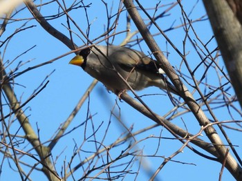 2024年2月3日(土) 浅羽ビオトープの野鳥観察記録