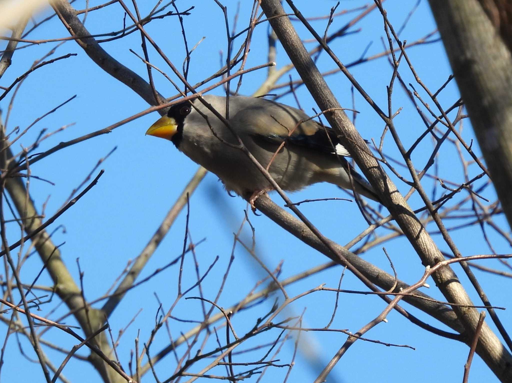 Japanese Grosbeak