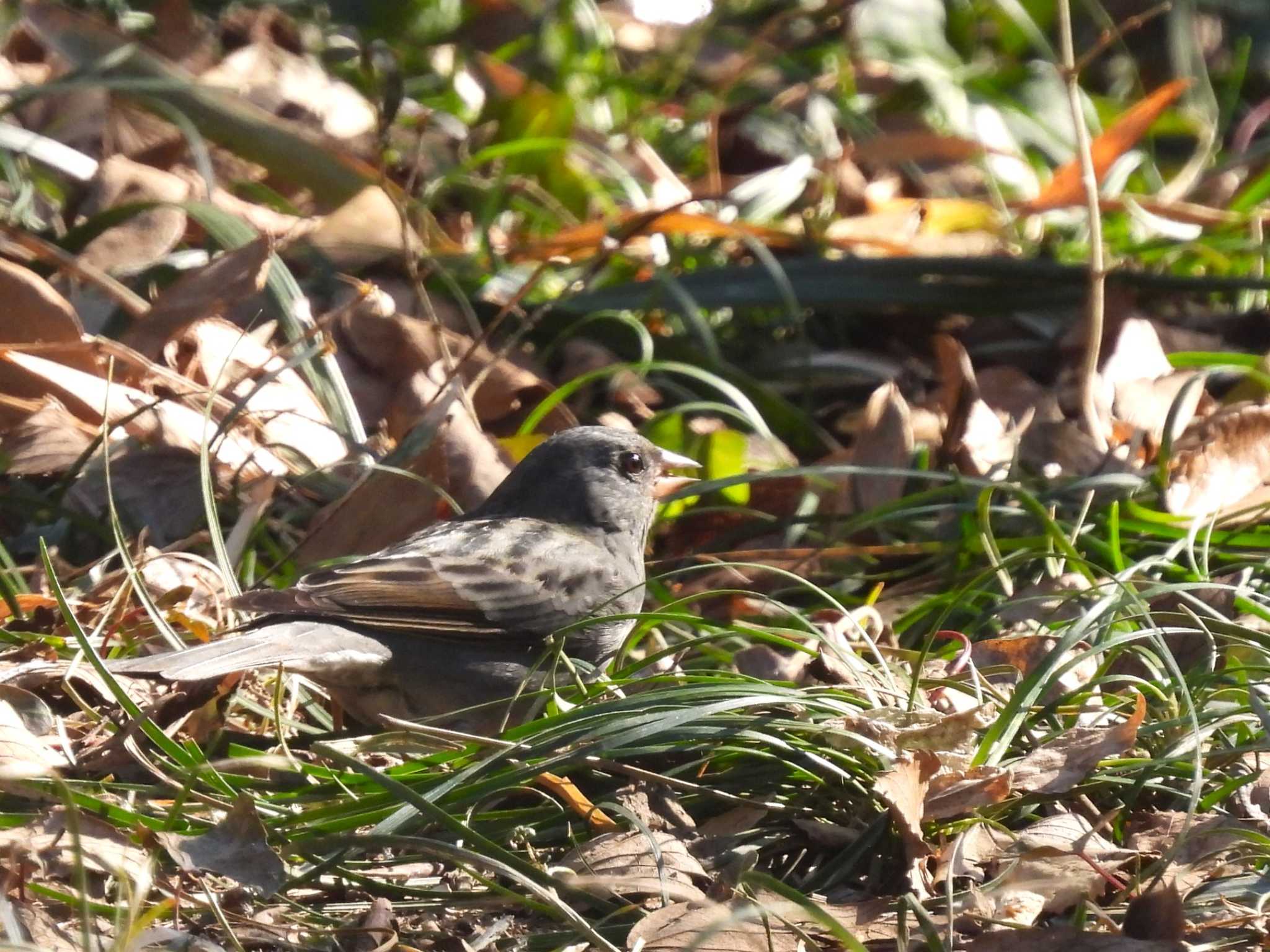 Grey Bunting