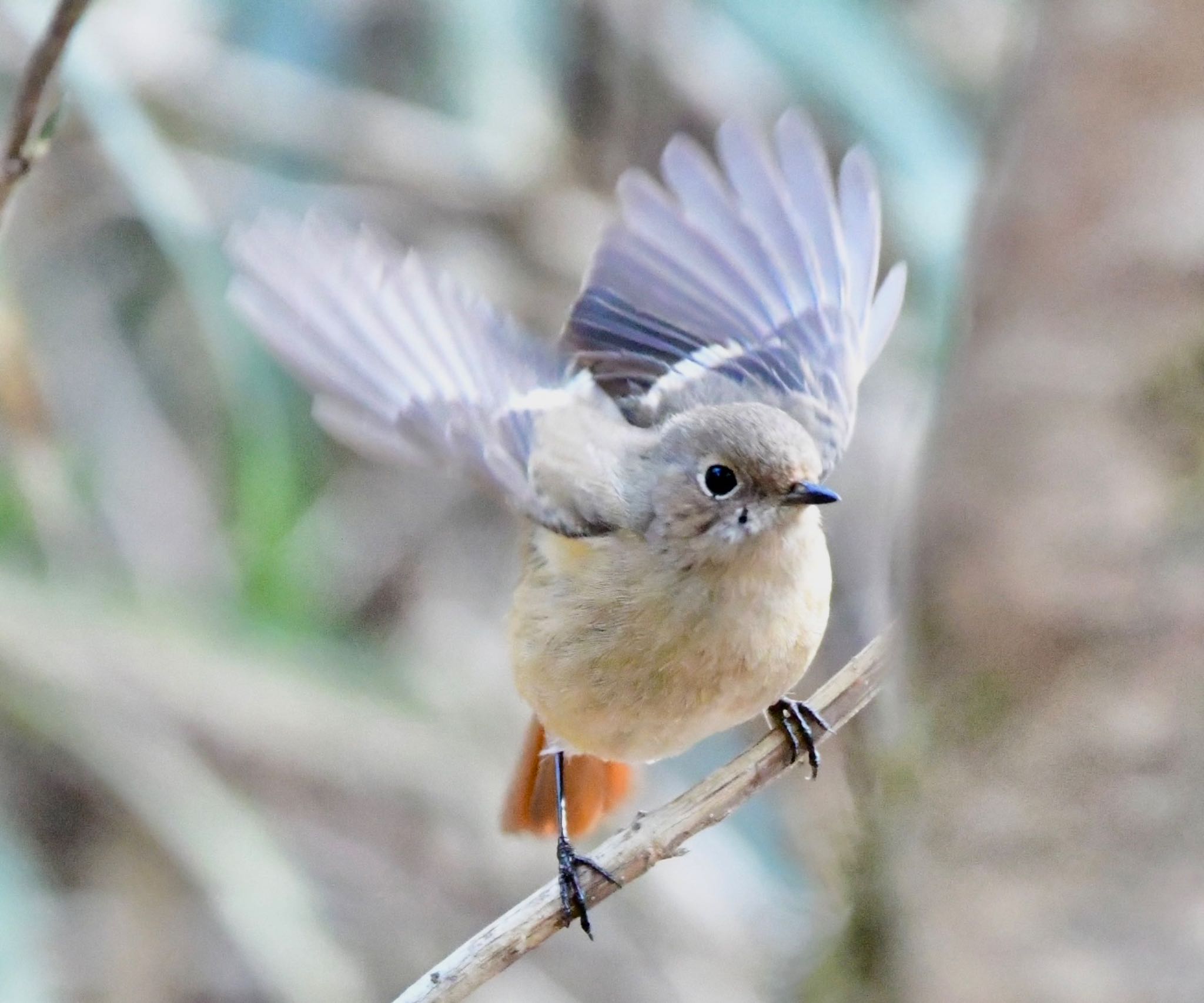 日本ラインうぬまの森 ジョウビタキの写真 by 1009Yuki