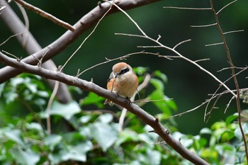 Bull-headed Shrike Yatoyama Park Fri, 2/2/2024