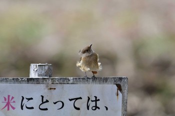 Daurian Redstart Yatoyama Park Fri, 2/2/2024