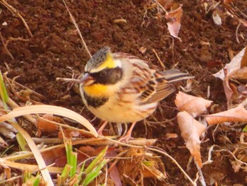 2024年2月3日(土) 多摩森林科学園の野鳥観察記録