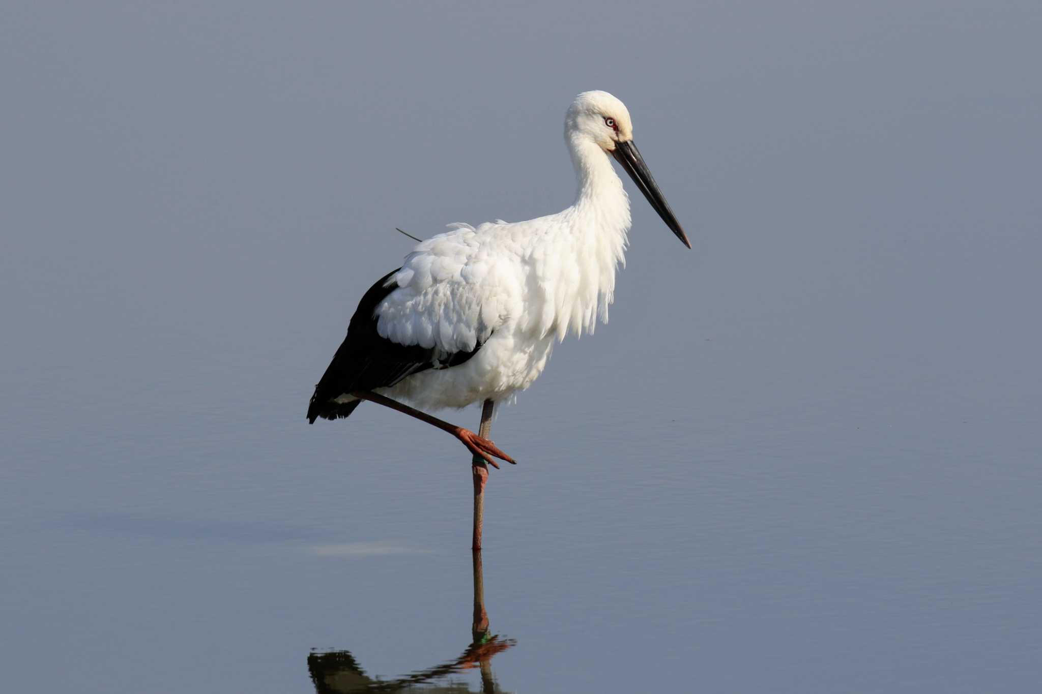 群馬県 コウノトリの写真 by はやぶさくん