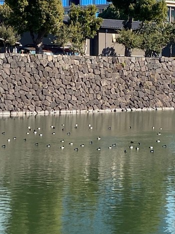 Tufted Duck Hibiya Park Sat, 2/3/2024