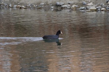 Eurasian Coot 猪名川 Sat, 2/3/2024