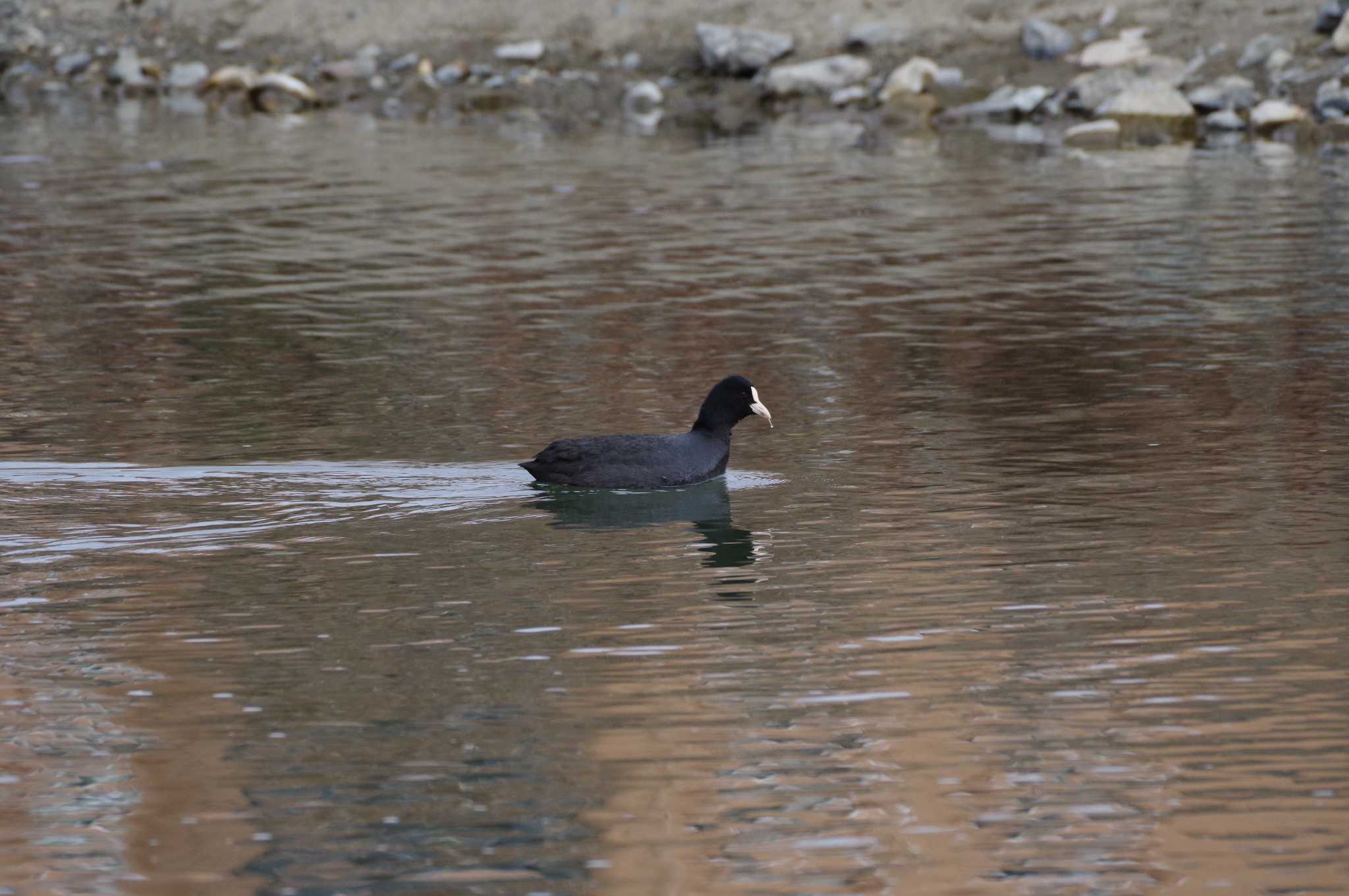 Photo of Eurasian Coot at 猪名川 by s.pelican