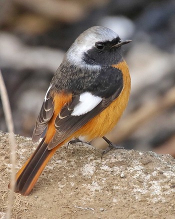 Daurian Redstart 大根川 Sat, 2/3/2024