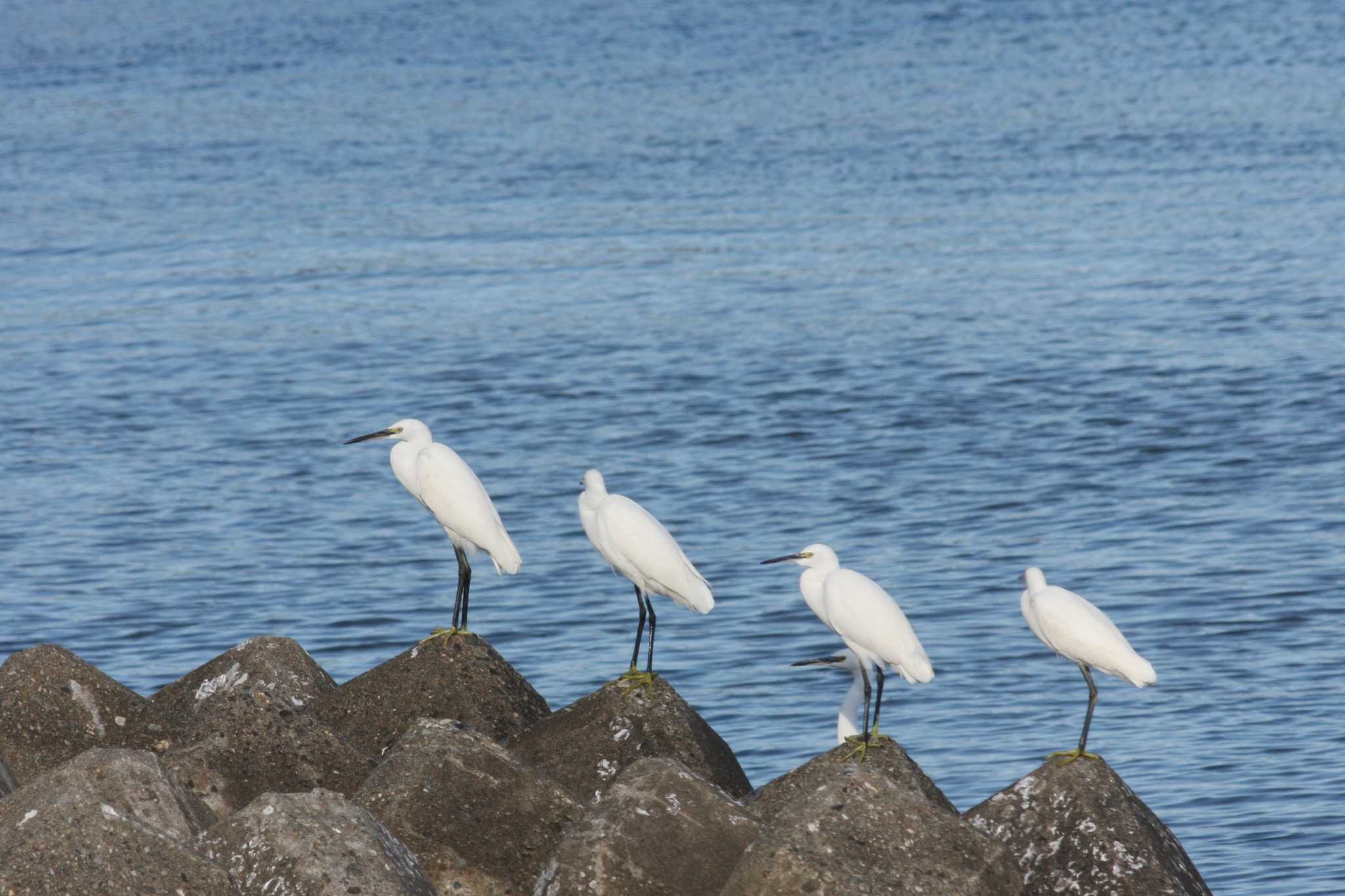 Little Egret