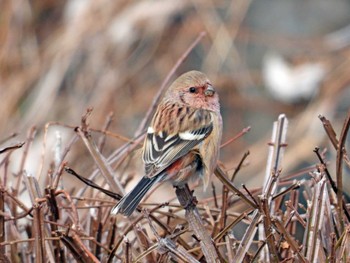 Siberian Long-tailed Rosefinch Izunuma Sat, 2/3/2024