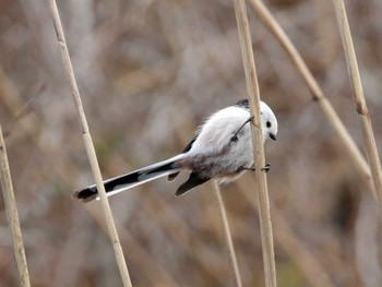 Long-tailed tit(japonicus) Izunuma Sat, 2/3/2024