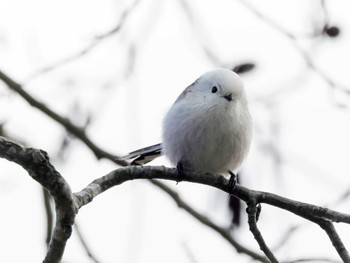 Long-tailed tit(japonicus) Izunuma Sat, 2/3/2024