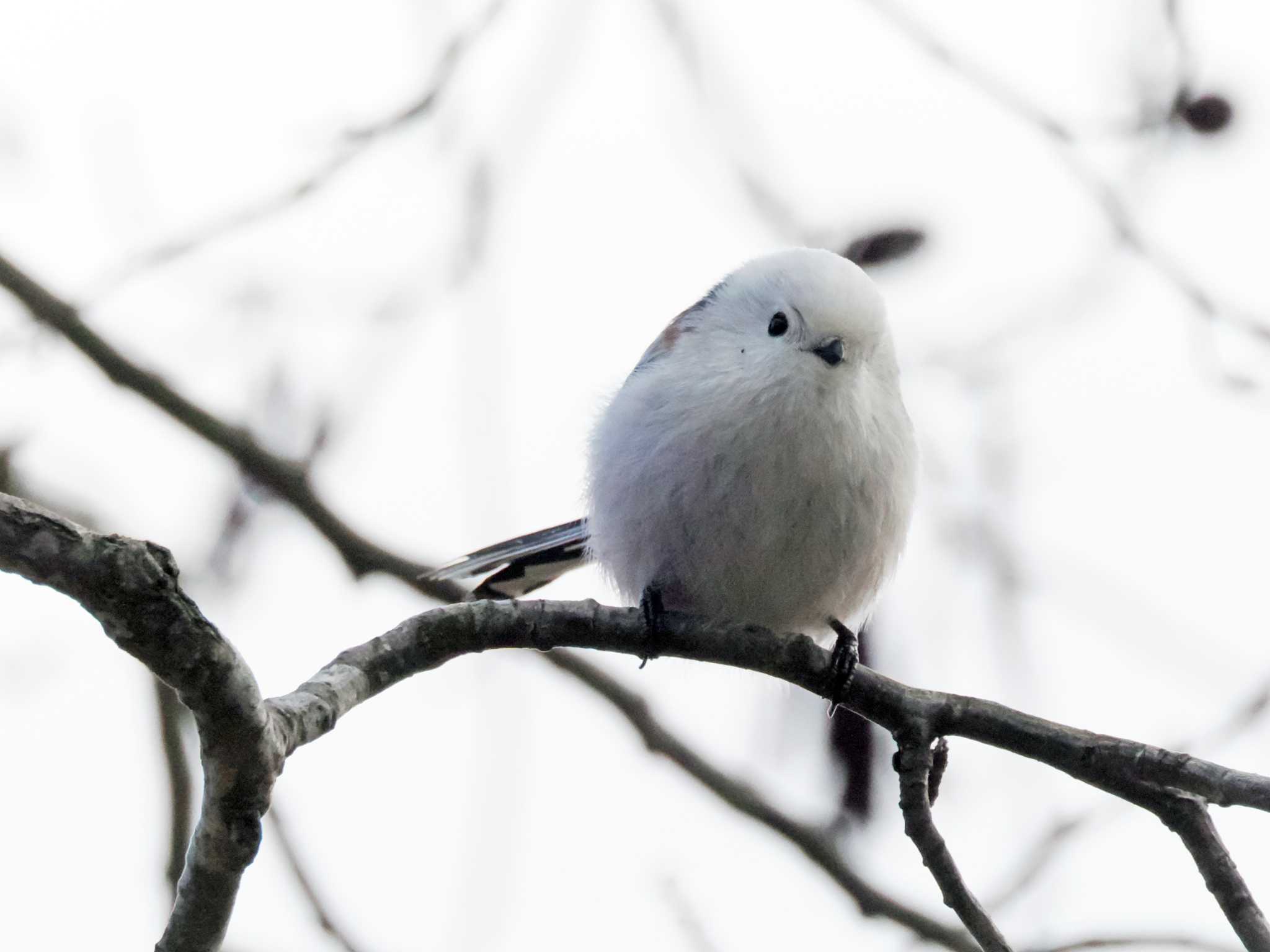 Photo of Long-tailed tit(japonicus) at Izunuma by くーちゃんねる