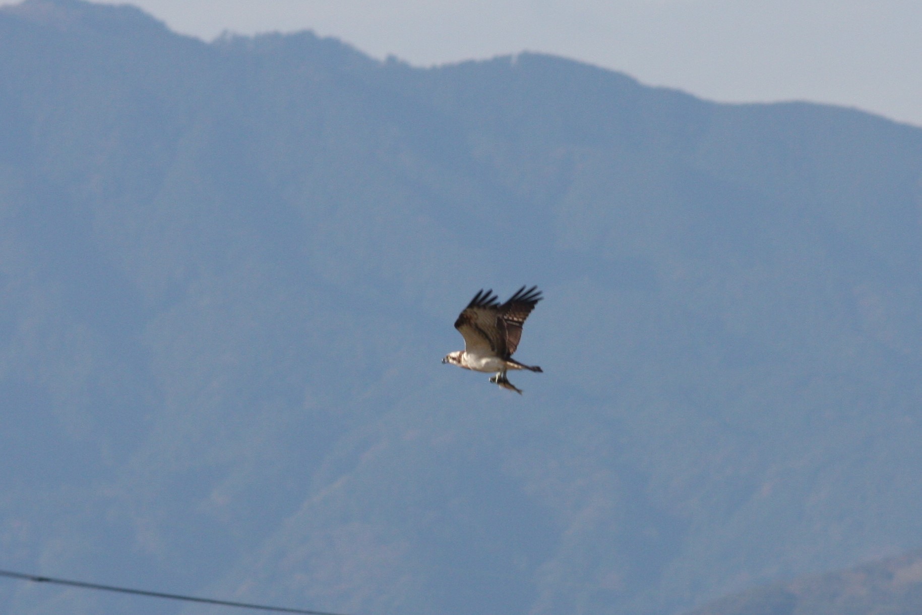 Osprey