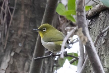 メジロ 秋ヶ瀬公園(野鳥の森) 2024年2月2日(金)