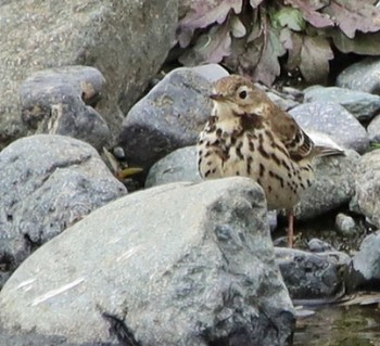 Water Pipit Unknown Spots Unknown Date