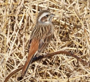 Meadow Bunting Unknown Spots Unknown Date