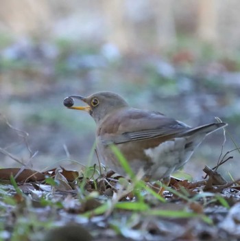 Pale Thrush 金目親水公園 Unknown Date