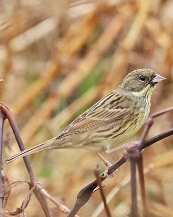 Masked Bunting Unknown Spots Unknown Date