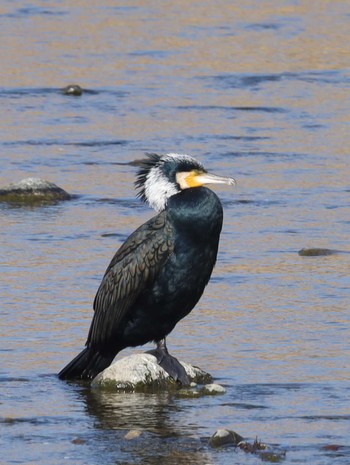 Great Cormorant 金目川 Wed, 1/31/2024