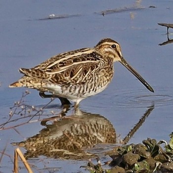 Common Snipe Unknown Spots Unknown Date