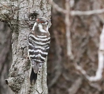 Japanese Pygmy Woodpecker Unknown Spots Unknown Date