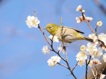 Warbling White-eye Omiya Park Tue, 1/30/2024